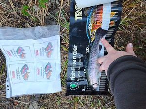 Rainbow Trout