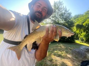Barbel