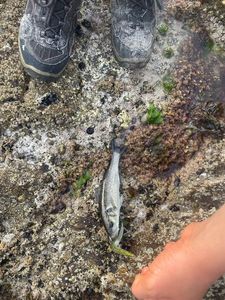 European Bass (Seabass)