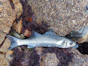 European Bass (Seabass)