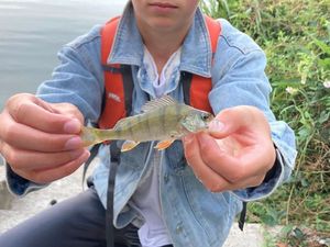 European Perch