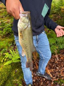 Smallmouth Bass