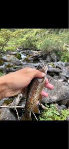 Rainbow Trout
