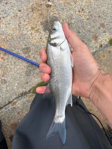 European Bass (Seabass)