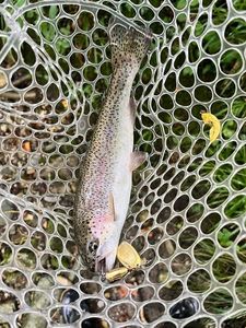 Rainbow Trout