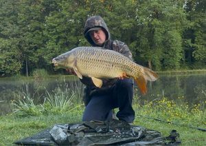 Common Carp
