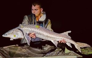 Sturgeon
