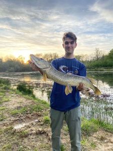 Northern Pike