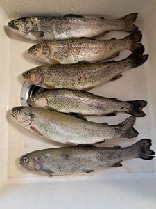 Rainbow Trout