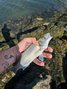 European Bass (Seabass)