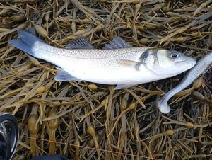 European Bass (Seabass)