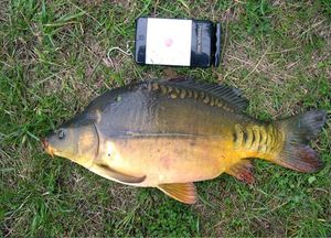 Mirror Carp
