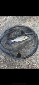 European Bass (Seabass)