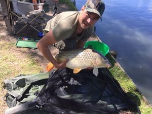 Common Carp