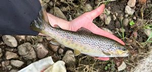 Brown Trout