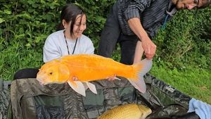 Koï Fish