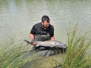 Beluga Sturgeon (European Sturgeon)