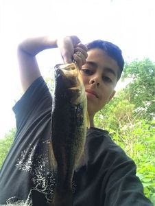 Largemouth Bass