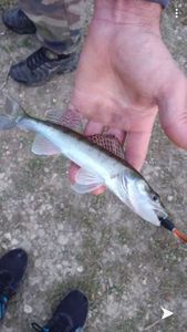 Zander