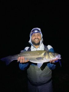 European Bass (Seabass)
