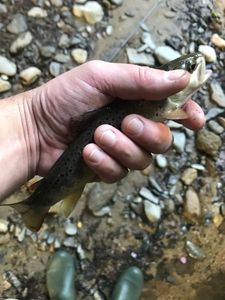 Brown Trout