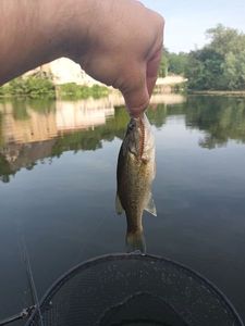Largemouth Bass