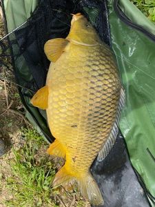 Common Carp