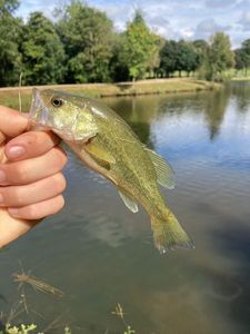 Largemouth Bass