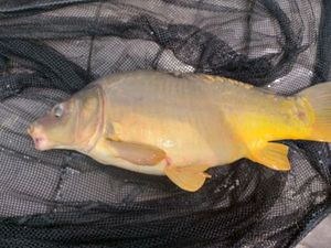 Mirror Carp