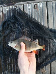 European Perch