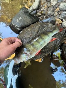 European Perch