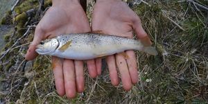 Brown Trout