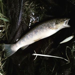 Brown Trout