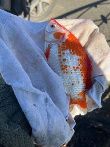 African Red Snapper