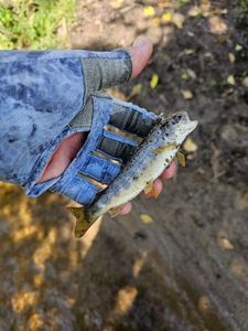 Atlantic Salmon (Juvenile)