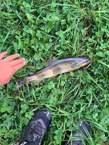 Brown Trout