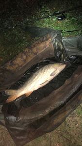 Common Carp