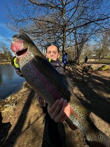 Rainbow Trout