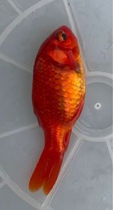 Goldfish