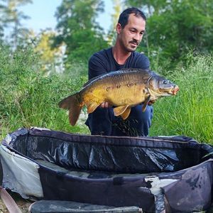 Mirror Carp