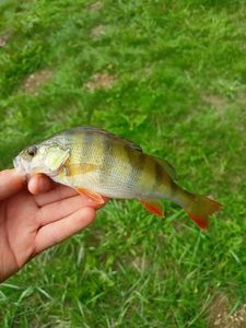 European Perch