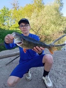 European Perch