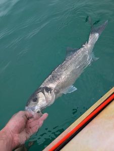 European Bass (Seabass)