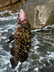 Brown Grouper (Dusky)