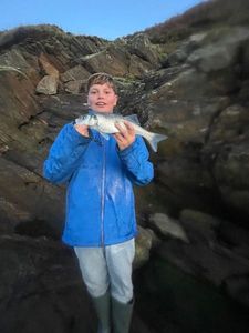 European Bass (Seabass)