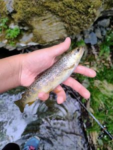 Brown Trout