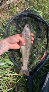 Brown Trout