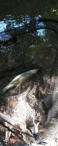 Largemouth Bass