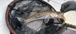 Zander
