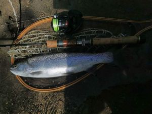 Brown Trout